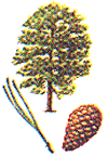 Pinus patula
