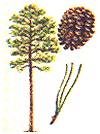 Pinus taeda